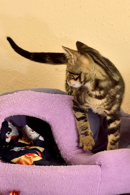 Alexis, precioso y mimoso gatito Caoba Tabby esterilizado, nacido en Marzo´16, en adopción. Valencia. ADOPTADO. 27370075341_531cc68da7_z