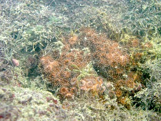 柴山多杯孔珊瑚生態照。攝影：陳昭倫；圖片來源：林務局提供