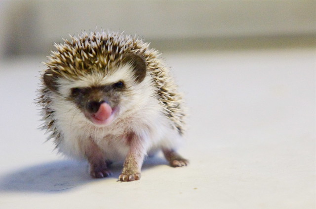 Hedgehog Pets For Sale