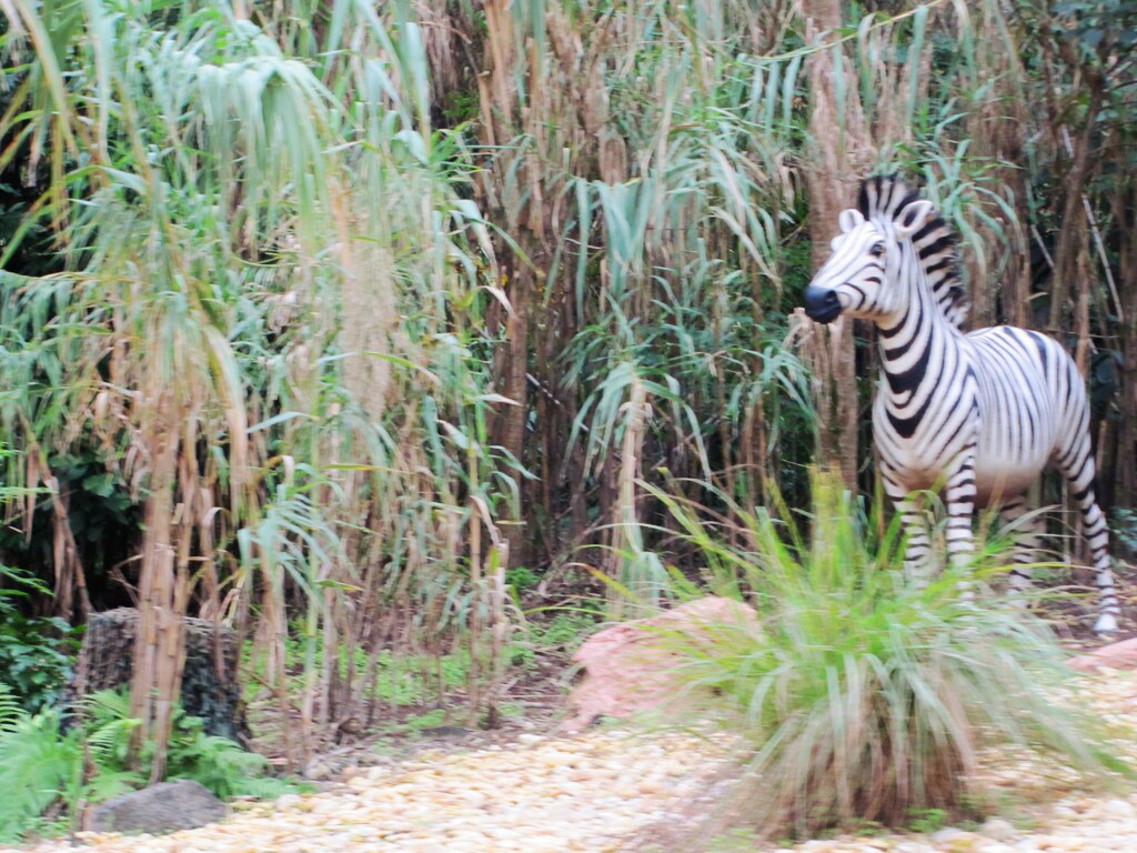 jungle cruise zebra