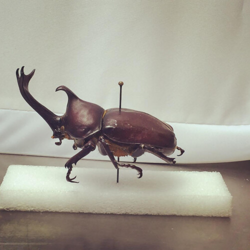 Image of a Japanese rhinoceros beetle.