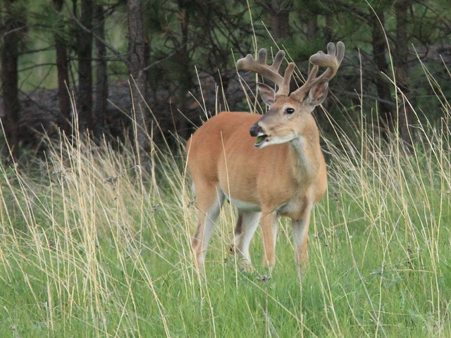 Whitetail Deer 10-point buck 2-20160616
