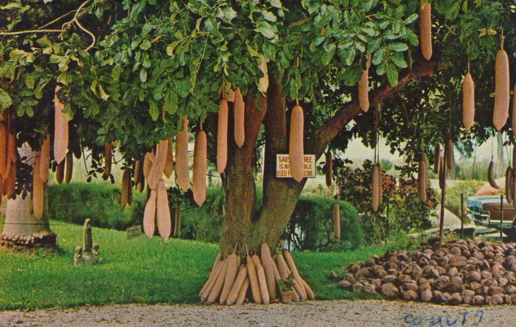 The Sausage Tree | The Sausage Tree (Kigella Pinnata) here i… | Flickr