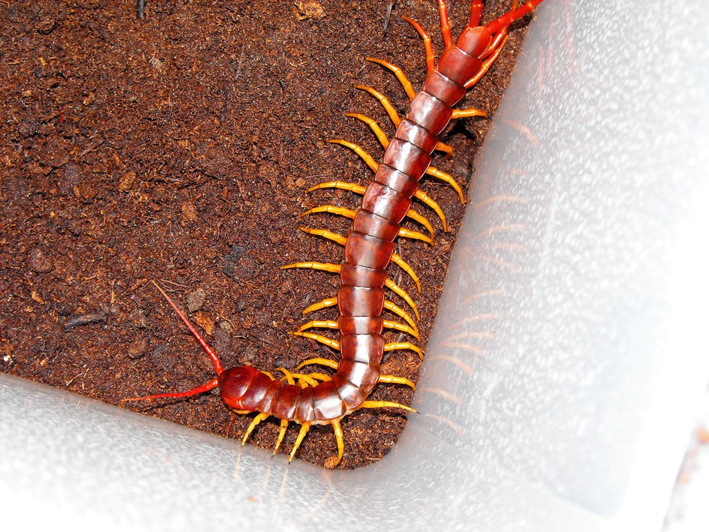 Scolopendra subspinipes - Vietnamese Centipede | T.J. Petrowski | Flickr