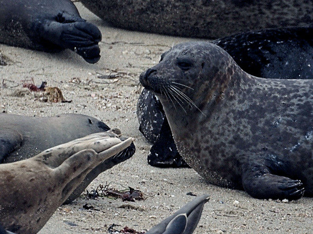 Seals On The Beach