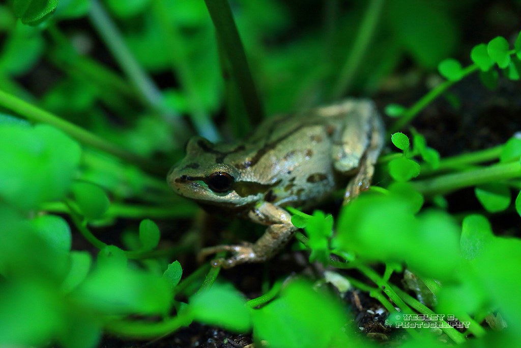 Happy Frog | I found this little tree frog in my backyard ...
