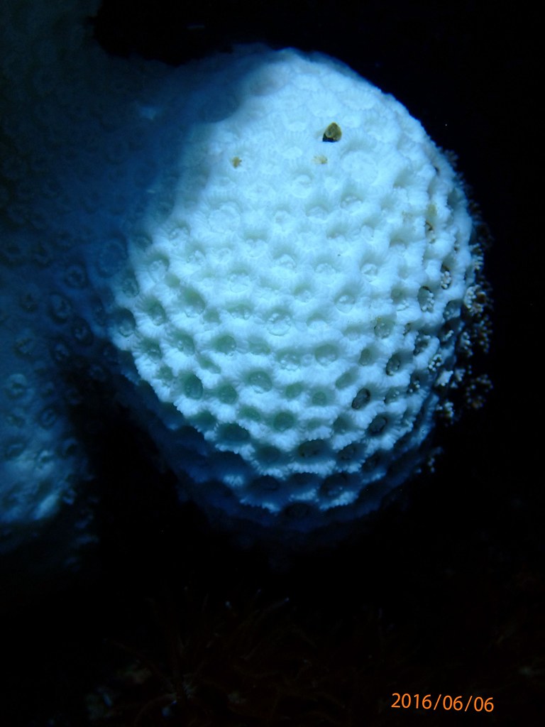 綠島海底偶爾可見白化的珊瑚---蕭伊真攝