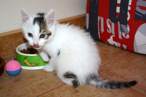 Tizni, gatito blanco con toques pardos guapísimo nacido en Marzo´16, en adopción. Valencia. ADOPTADO. 26252526524_3dba0e6578