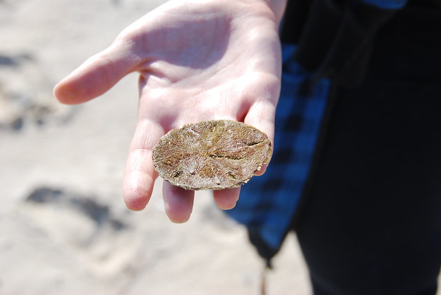 Beach combing is free at all of our Virginia State Parks, you never know what you will find (like this sand dollar at Kiptopeke State Park, Va)