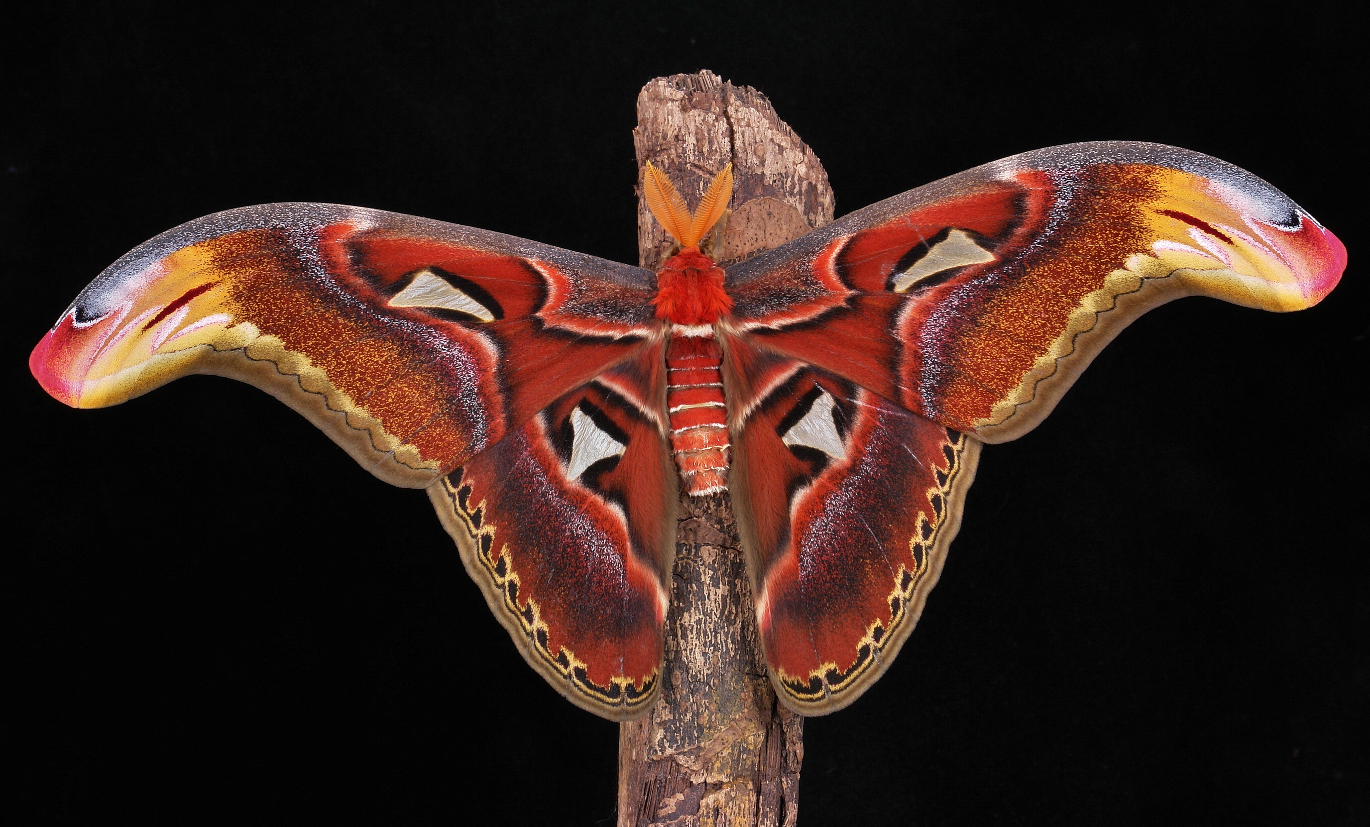 Огромные бабочки порхали. Павлиноглазка атлас Attacus Atlas. Аттакус атлас бабочка. Бабочка Павлиноглазка атлас. Князь тьмы (Павлиноглазка атлас).