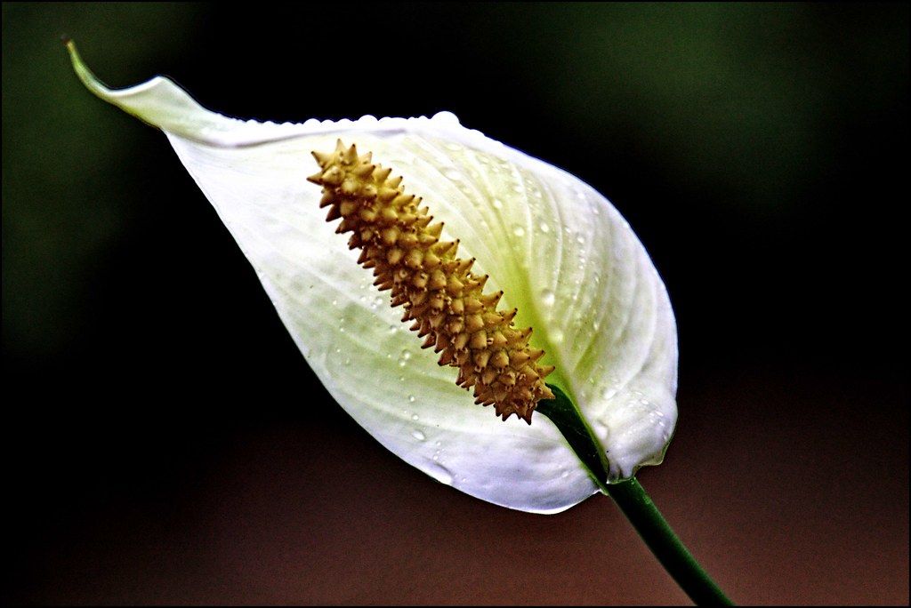 peace-lily-plants-peace-lily-care-noticias-de-jardim