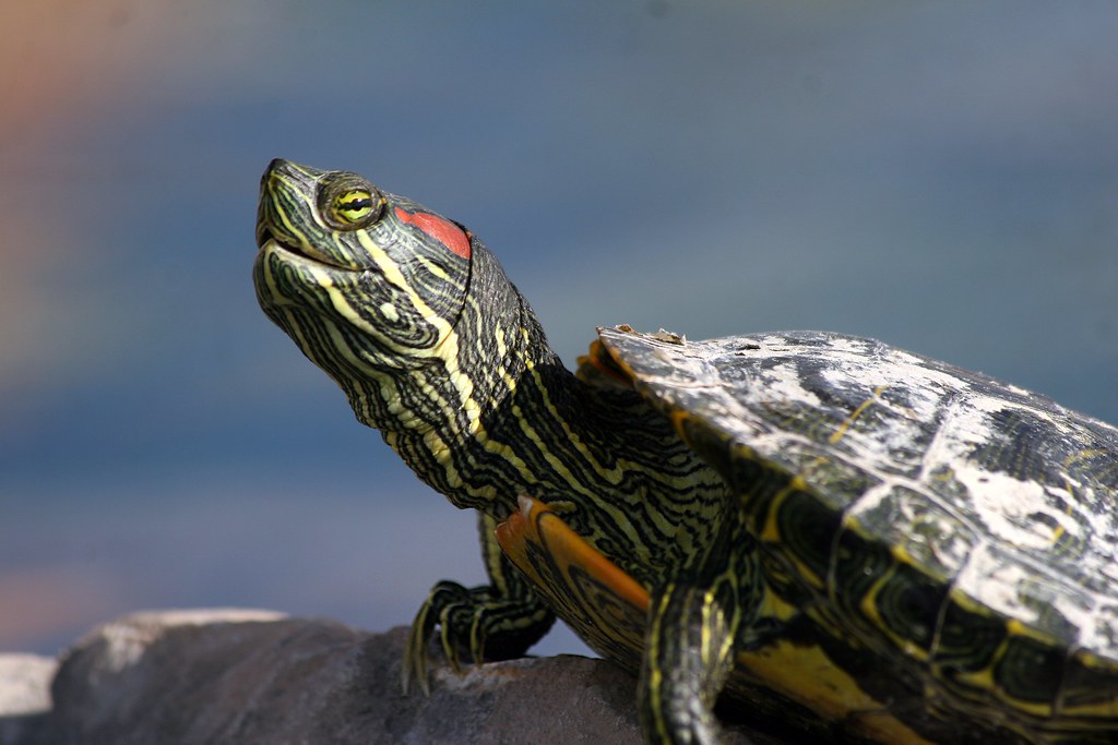 Red-Eared Slider Turtle (Trachemys scripta elegans) | Flickr