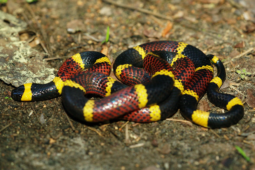 Texas Coral Snake | Nevada and Ouachita Counties, Arkansas, … | Kory ...