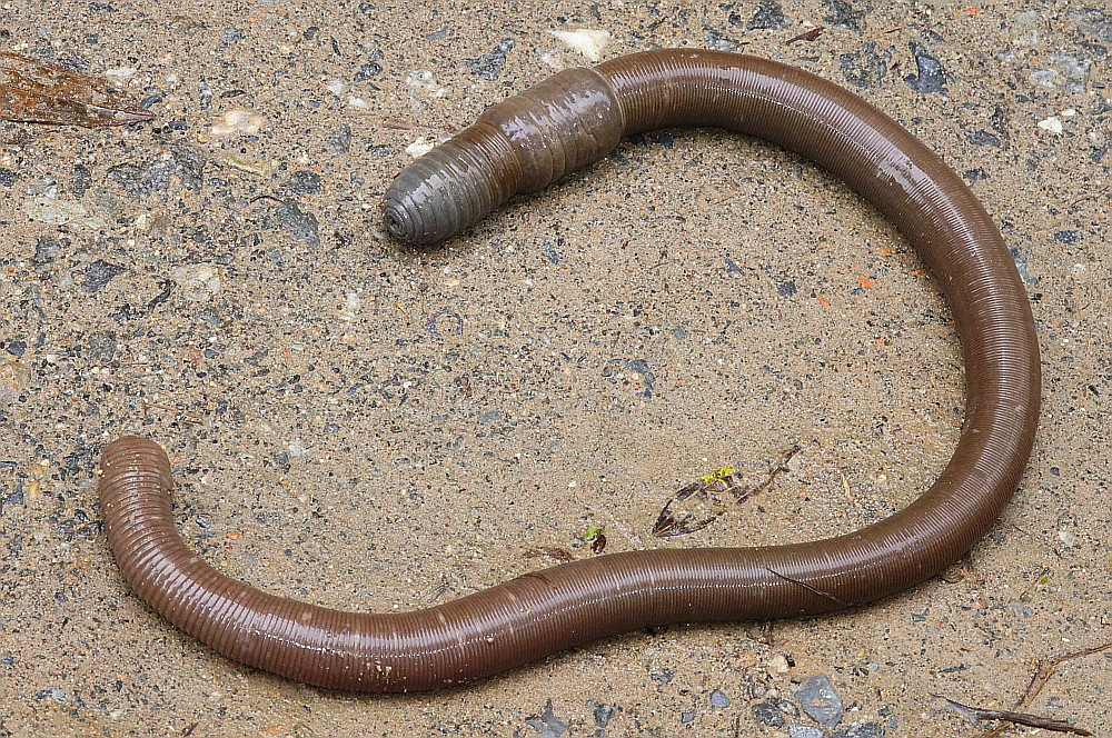 Австралийский гигантский дождевой червь.