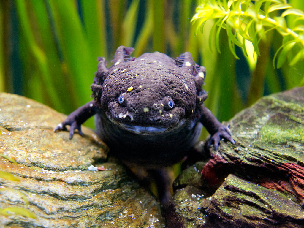Axolotl | From Wikipedia...... The axolotl is a neotenic sal… | Flickr