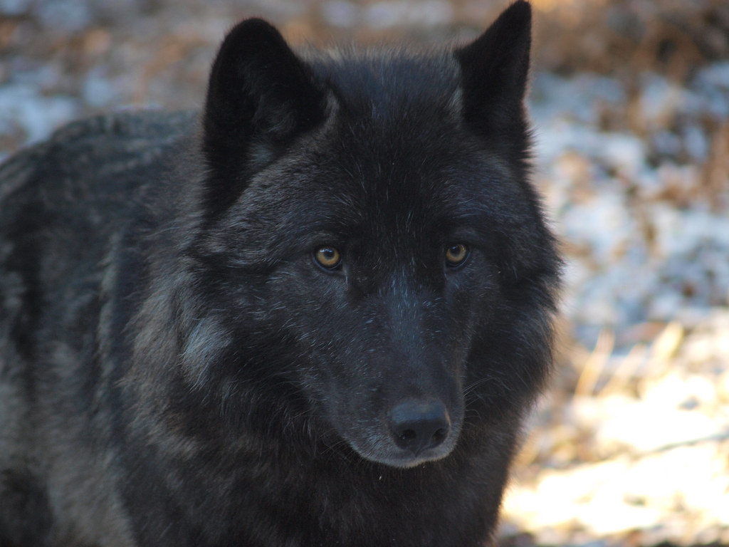 2012-01-15 Mn Zoo-Black wolf- Dholes & Tiger 608 | male ...
 New World Black Wolves