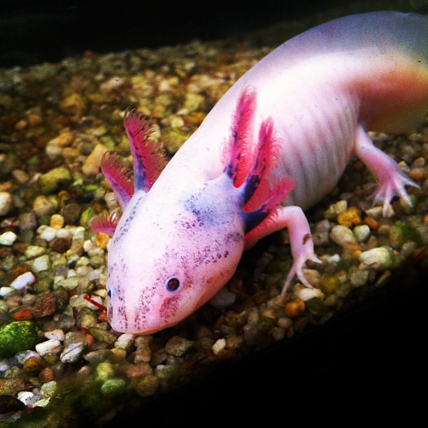 Axolotl | fronx | Flickr