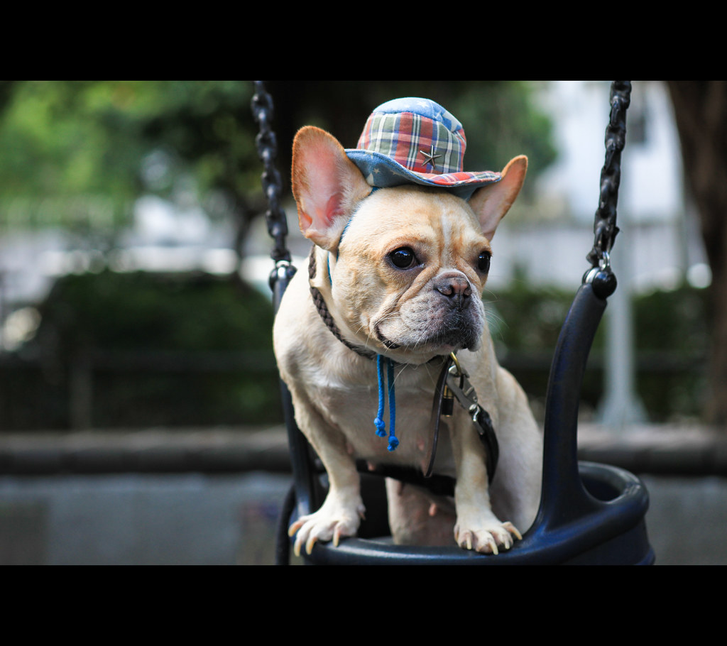 [dog] swing French Bulldog with a swing Canon EOS 5D