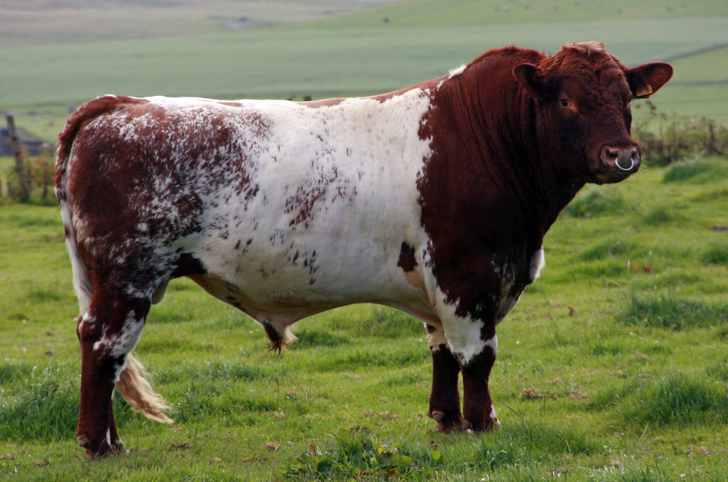 Красно пестрая порода. Айрширская порода бык. Шортгорн бык. Шортгорнская порода коров. Голштинская красно пестрая корова.