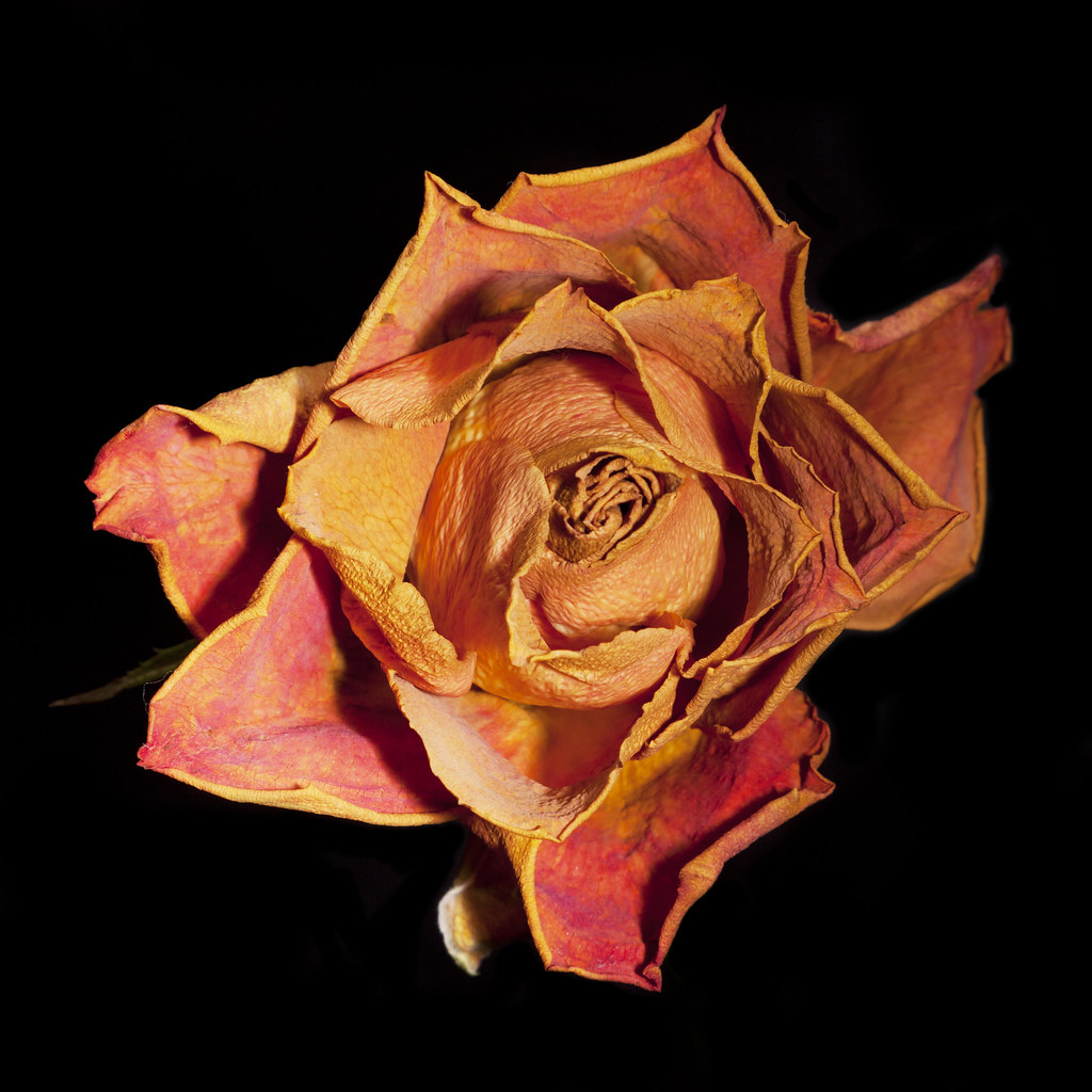 Single Wilted Rose | When my wife is about to throw out ...