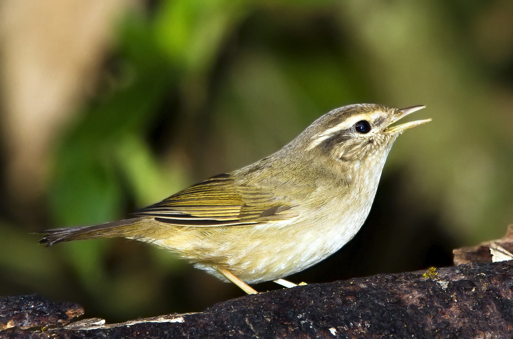 Pale-Legged Leaf Warbler Phylloscopus tenellipes ) | Flickr