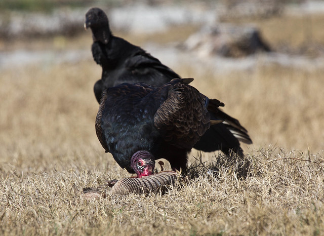 Turkey and Black Vultures at a dead armadillo