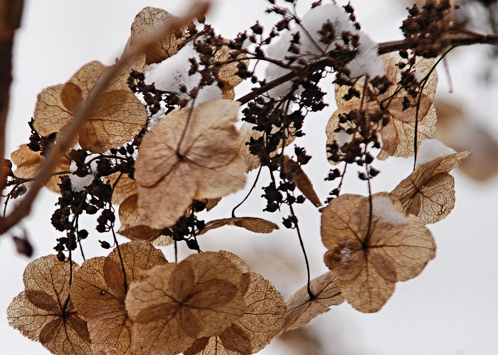 Hydrangea seeds  Seeds and flowers clinging to a Hydrangea 