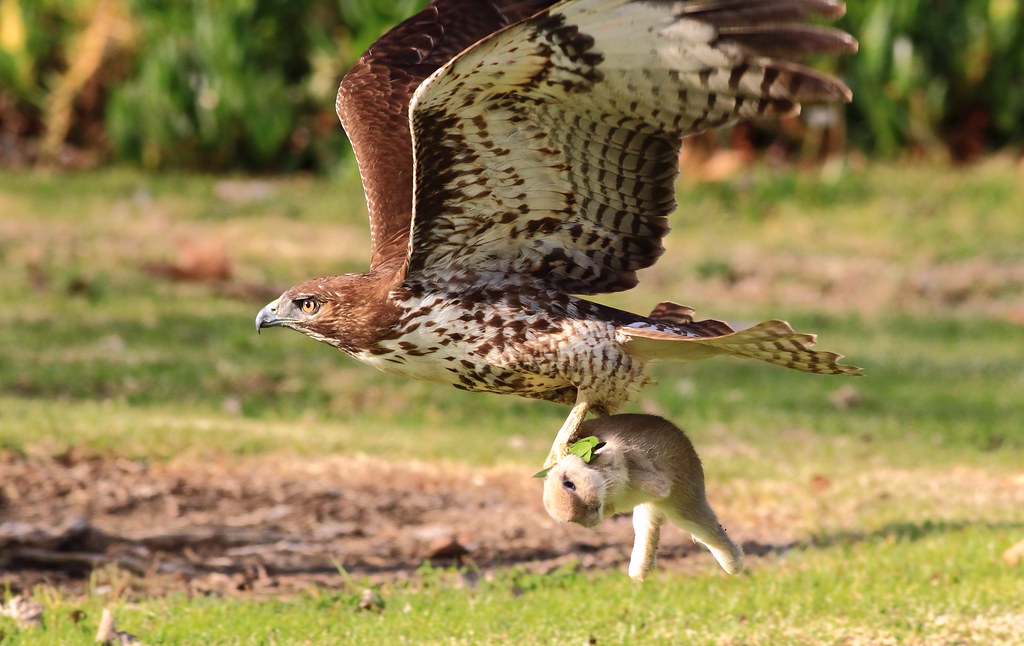 Juvenile red tailed hawk hunting rabbit (snow bunny?) in t… | Flickr