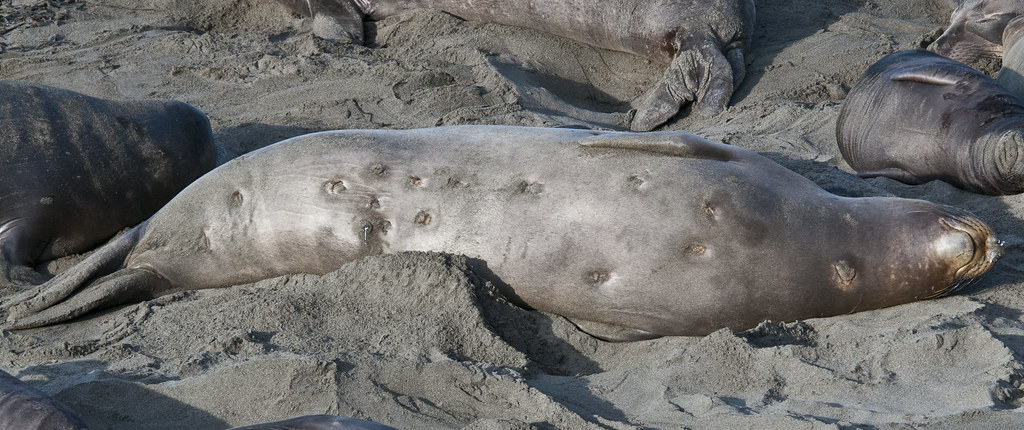 Cookie Cutter Shark Bites | There is a lot of information ...