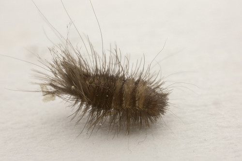 dermestid larva crawling on plain surface, long hairs pointing in all directions