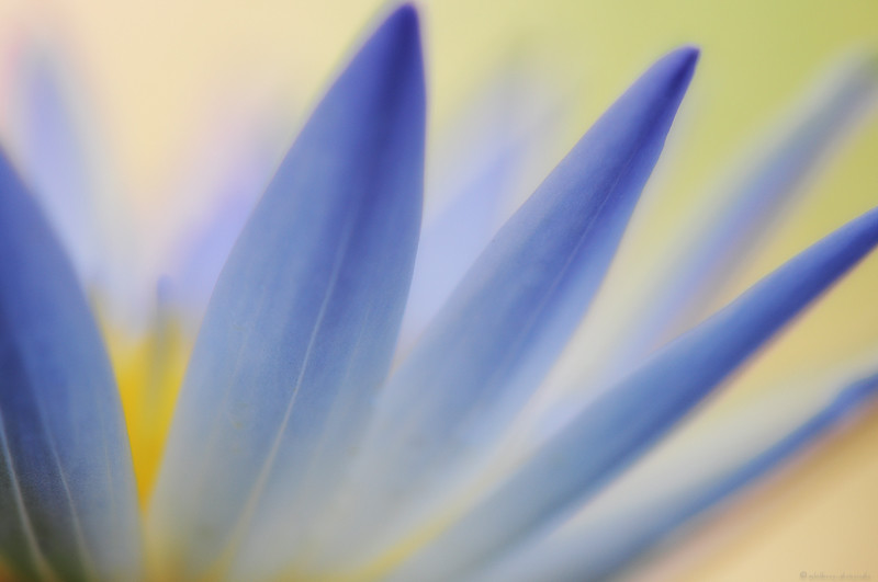 A lotus closeup | Got around this lotus from all angles :-) | Kok Keong ...