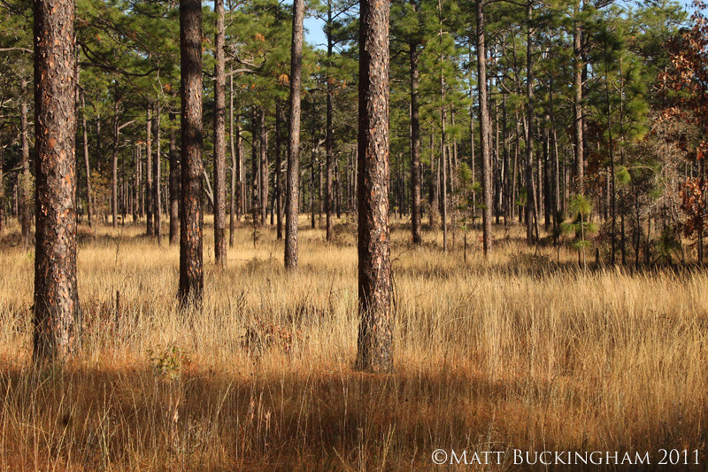 Longleaf Pine Savanna | Ocala National Forest, Florida. Long… | Flickr