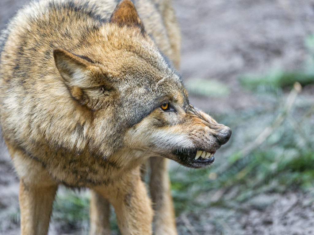 Angry wolf | One of the wolves of the Zürich zoo, looking no… | Flickr