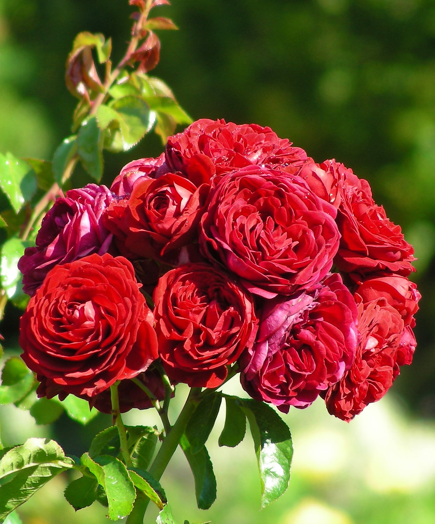 hoa hồng leo ,hồng bụi nhập từ thailand. 6747336571_802348793a_b