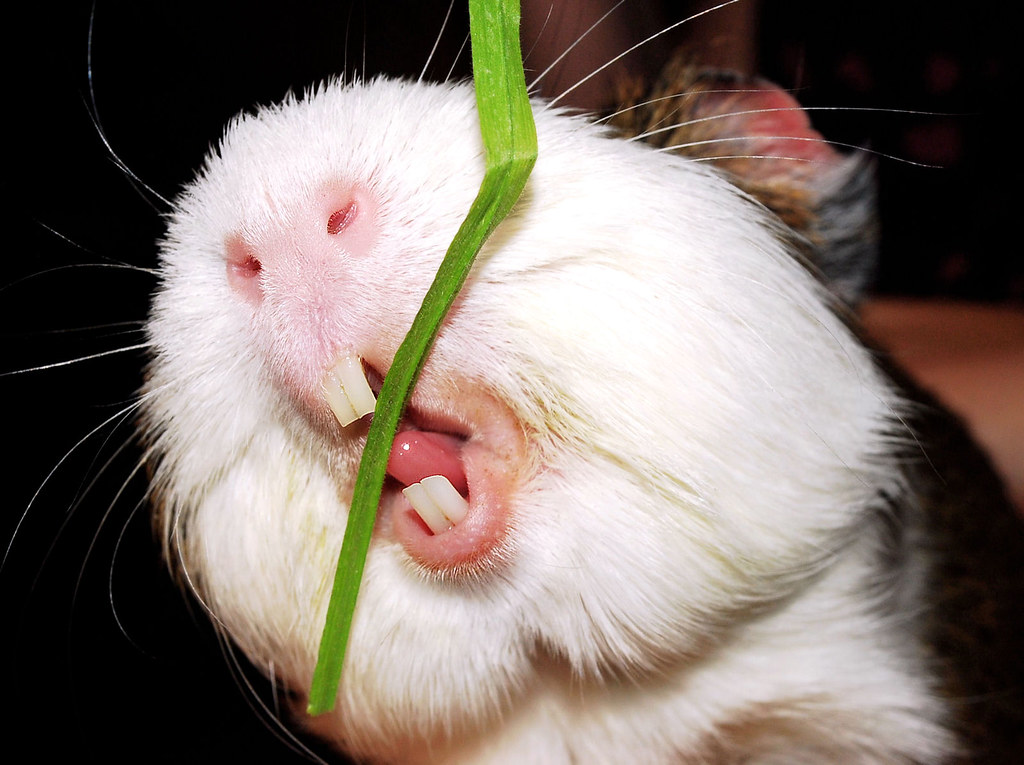 CHOMP! Balbinka Piggie teeth white. Hamster teeth ye… Flickr