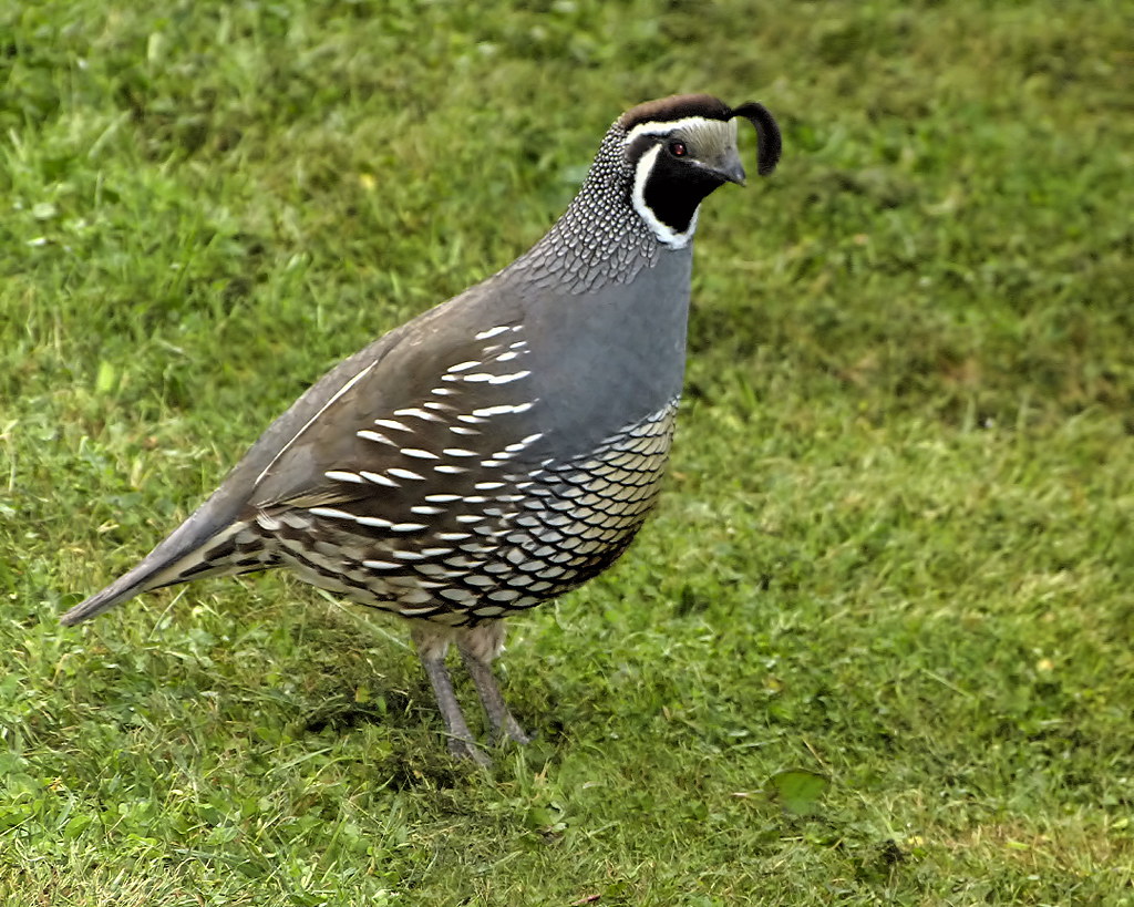 California Quail | This male California Quail paid our garde… | Flickr