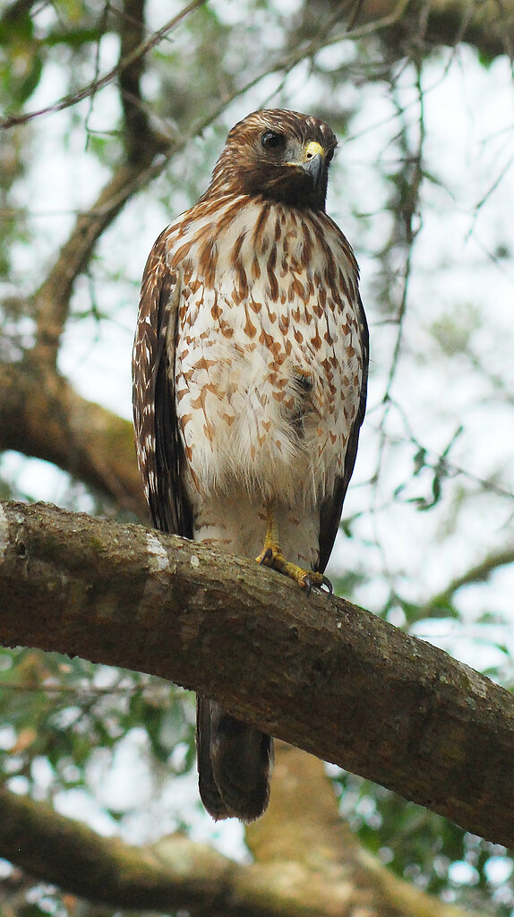 Red-shouldered Hawk | Juvenile Red-shouldered Hawk. Tampa, F… | Trish ...