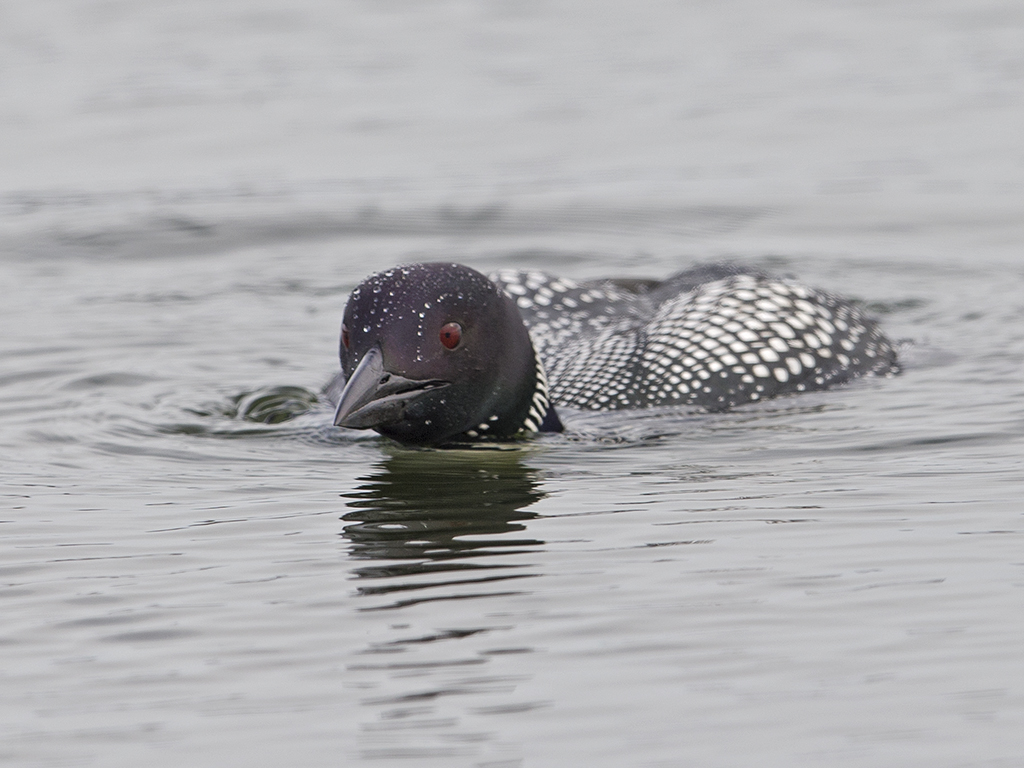 Great Northern Diver       Iceland
