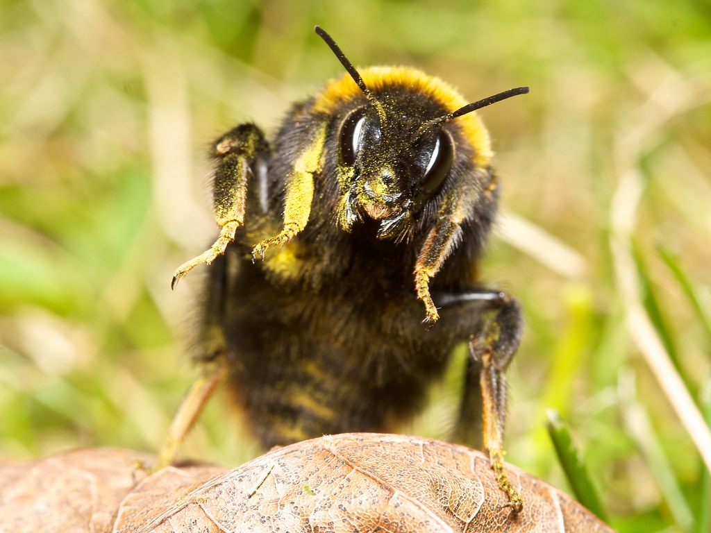 angry-bumblebee-the-second-sleeping-bumblebee-we-found-th-flickr