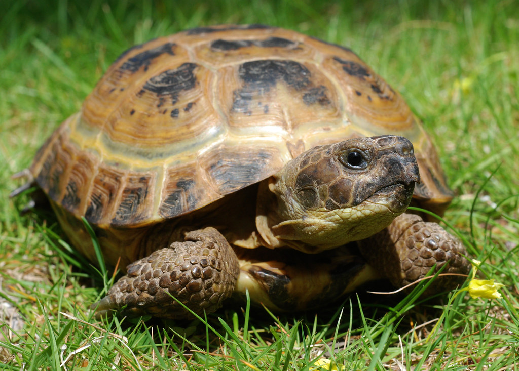 female russian tortoise | Milton, MA 4/20/12 | ophis | Flickr