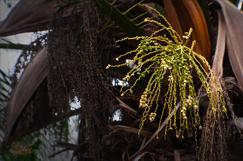 Image of Symbiotic Plants in a Palm Tree