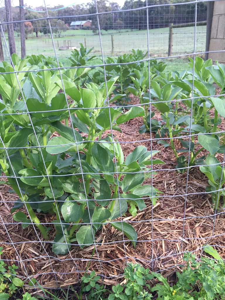 slow growing broad beans at this time of the year