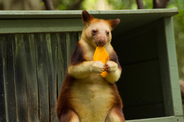 tree-kangaroo-eating-flickr-photo-sharing