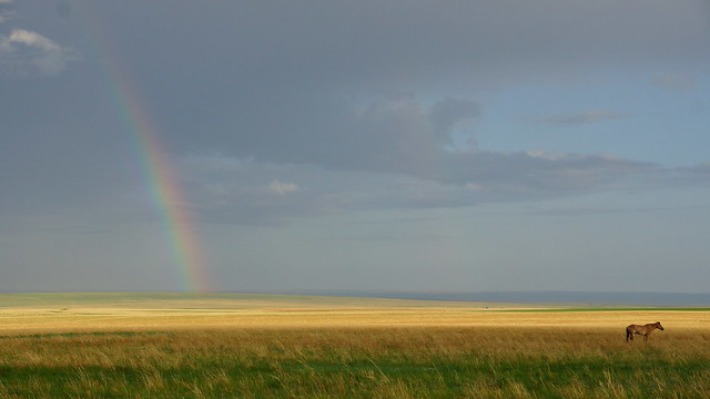 古詩中，「天蒼蒼，野茫茫，風吹草低見牛羊。」場景，如今在內蒙古非常少見。攝影：呂妍