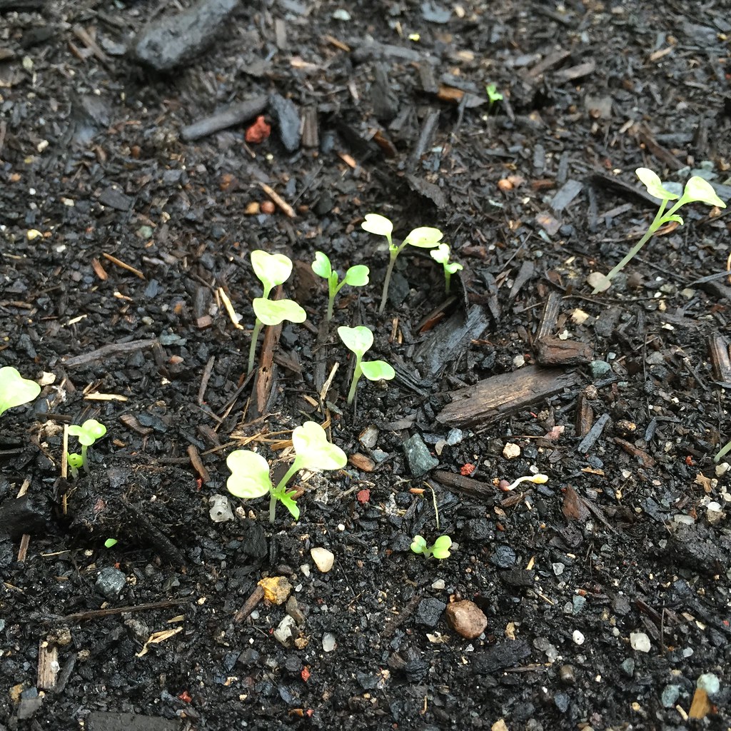 teeny lettuce seedlings