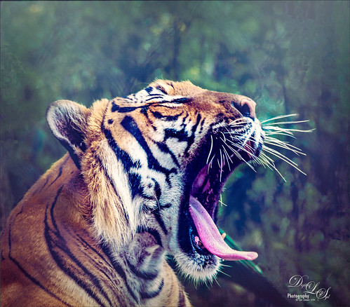 Image of a Yawning Malayan Tiger at the West Palm Beach Zoo