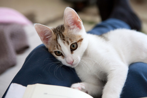 Iker, gatito blanquipardo dulce y extrovertido nacido en Febrero´16, en adopción. Valencia. ADOPTADO. 26782149292_ce1e67cec5
