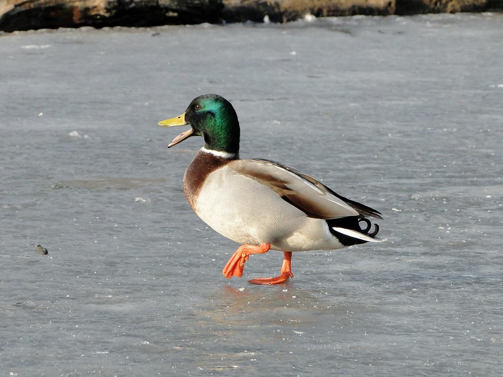 A Mallard Duck Walking on Ice | Maxwell Hamilton | Flickr