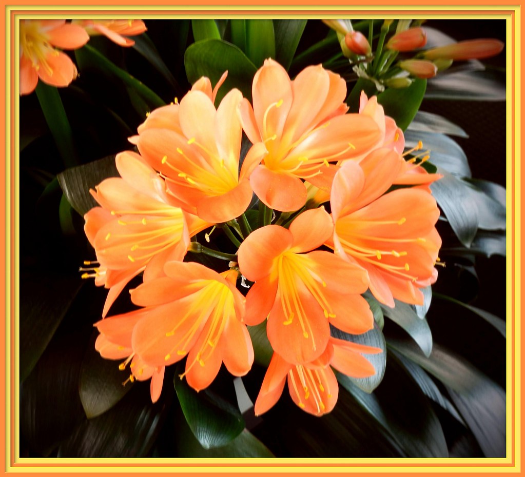 Belgian Hybrid Orange Bush Lily (Clivia Miniata) | S.F. Happiness | Flickr