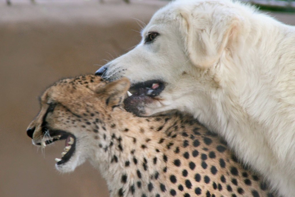 Play with me! | Taraji the Cheetah & Duke the Anatolian ...